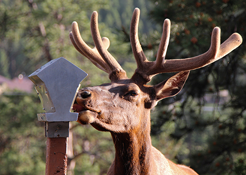 Photo of Elk Feeding at a Feeder