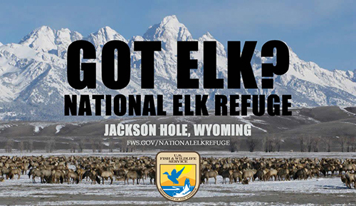 A background of elk and a snow mountain range, overlayed with the text Got Elk? and National Elk Refuge.