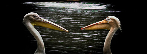 Two pelicans facing eachother